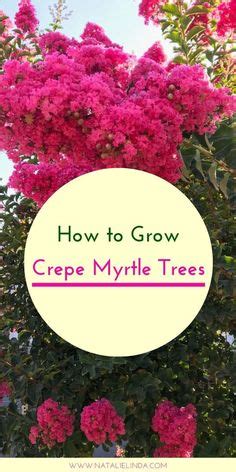 Fertilize Crepe Myrtle: 10,000-Word Guide to Growing Gorgeous Blooms