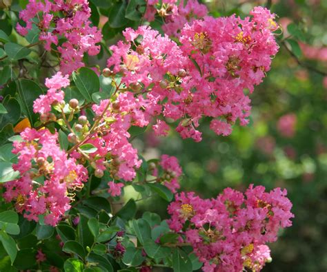 Fertilize Crepe Myrtle: 5 Easy Steps to Prolific Blooms and Vibrant Foliage