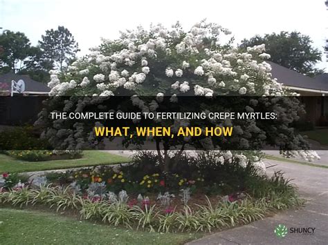 Fertilize Crepe Myrtle: A 5-Step Guide for Luscious Blooms