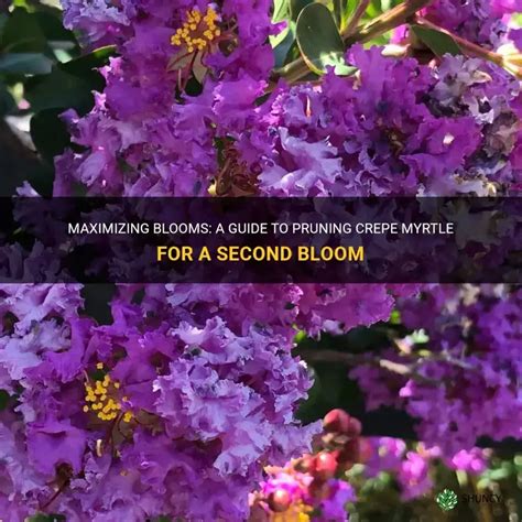 Fertilize Crepe Myrtle: A Guide to Enhance Your Bloom