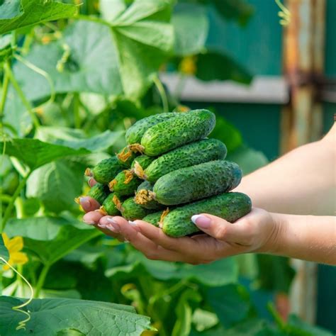 Fertilize Cucumbers for 5X Bigger Harvests