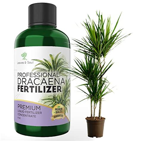 Fertilize Dracaena: The Essential Guide to 5 Nutrient-Rich Formulas