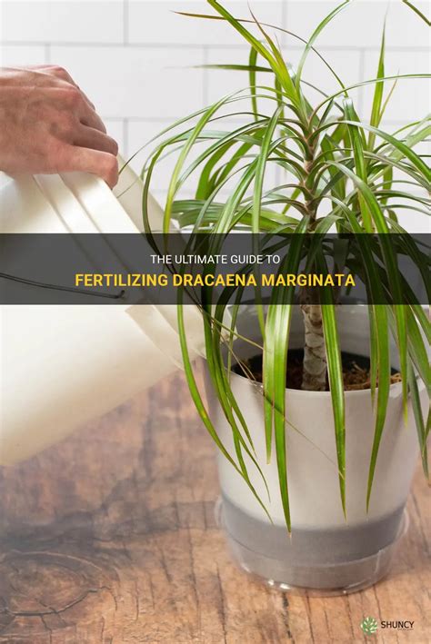 Fertilize Dracaena: The Ultimate 10-Point Guide to Nurture Your Indoor Oasis