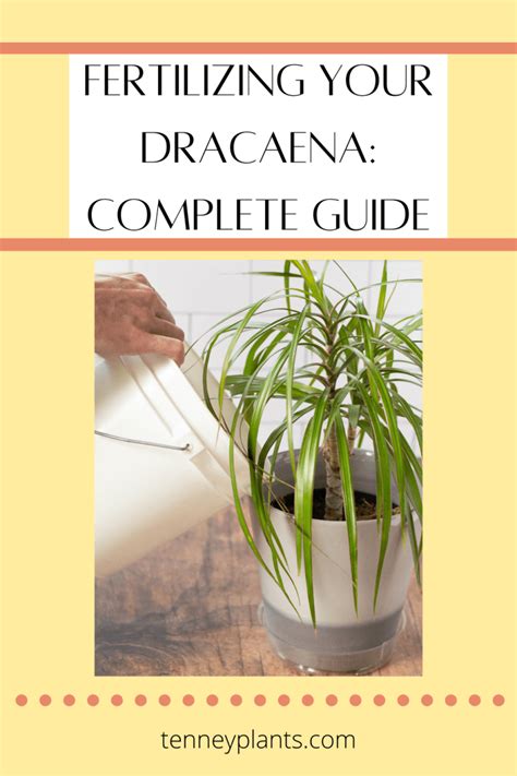 Fertilize Dracaena: The Ultimate 5-Step Guide to Nourishing Your Plant