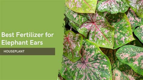 Fertilize Elephant Ears: A Comprehensive Guide to Boosting Growth and Bloom