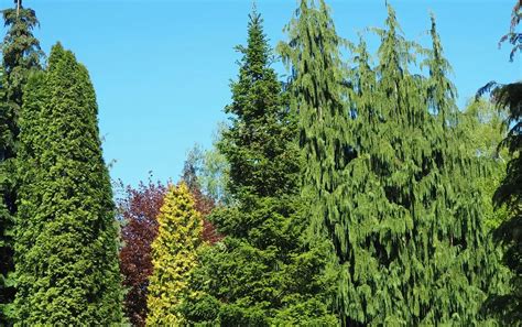 Fertilize Evergreen Trees: The Ultimate 7-Step Guide