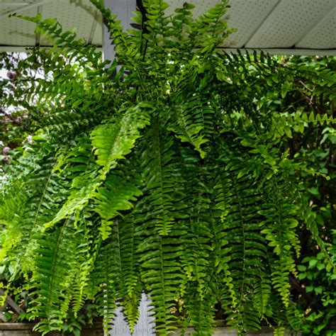 Fertilize Ferns: 5 Simple Steps to Gorgeous Greenery