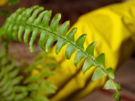 Fertilize Ferns 101: 6 Essential Tips for Thriving Foliage