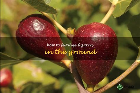 Fertilize Fig Tree: A Comprehensive Guide to Nourishing Your Fig Trees