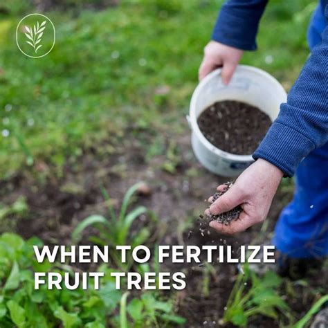 Fertilize Fruit Trees for 400% More Yield