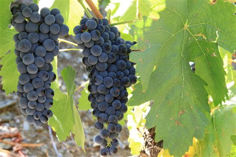 Fertilize Grapes: The Ultimate Guide To 10X Your Harvest