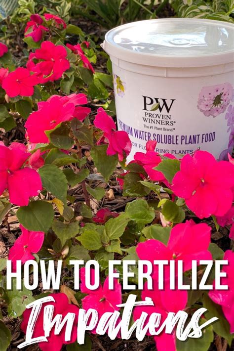 Fertilize Impatiens: A Comprehensive Guide to Abundant Blooms