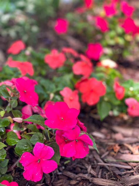 Fertilize Impatiens: A Flower-Boosting Bonanza!