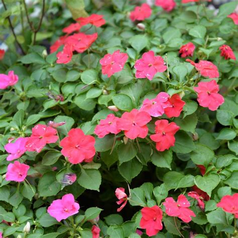 Fertilize Impatiens: Unleash the Vibrant Beauty of Your Garden