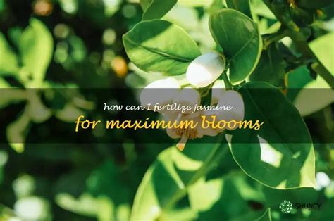 Fertilize Jasmine: A Comprehensive Guide to Nourishing Your Fragrant Blooms