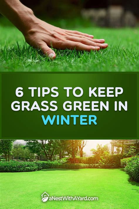 Fertilize Lawn in Winter: 5 Tips to Keep Your Grass Green