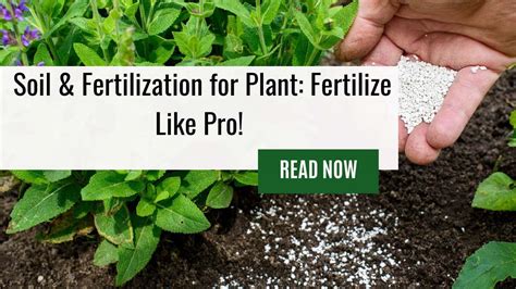 Fertilize Like a Pro: 10 Simple Steps to Boost Your Garden's Growth