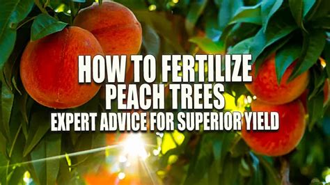 Fertilize Peach Trees: A 5-Step Guide to Bountiful Harvest