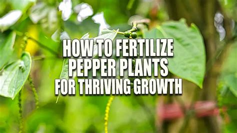 Fertilize Pepper Plants: 10 Essential Tips for a Bountiful Harvest