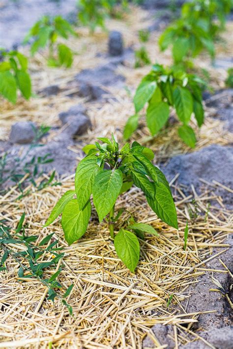 Fertilize Pepper Plants: 5 Key Steps for Premium Produce