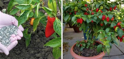 Fertilize Pepper Plants: A Comprehensive Guide