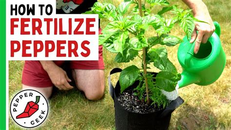 Fertilize Pepper Plants: A Comprehensive Guide for Maximizing Yield and Flavor