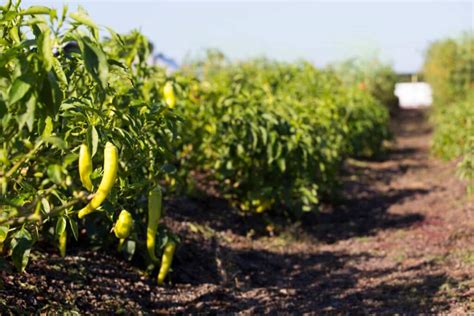 Fertilize Pepper Plants: A Comprehensive Guide to Maximizing Yields