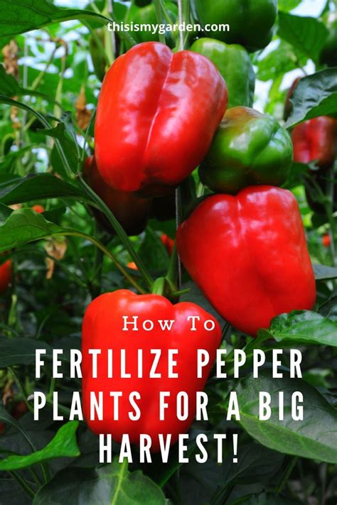 Fertilize Pepper Plants for Bumper Harvests