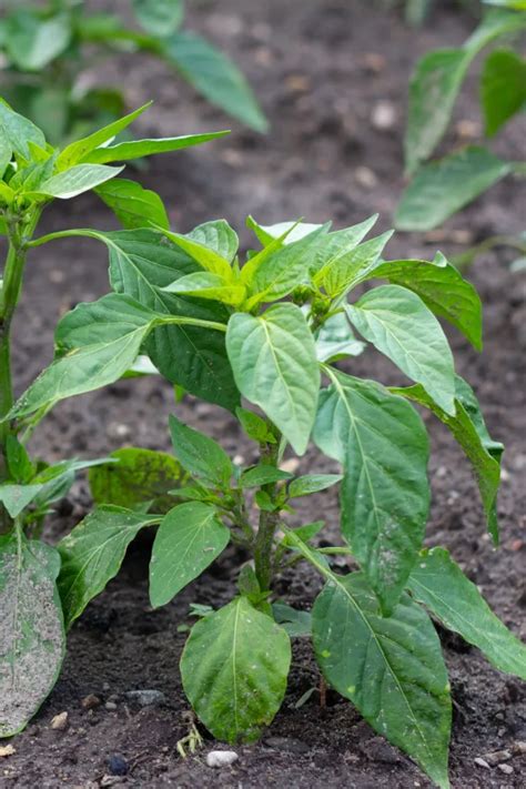 Fertilize Peppers in 5 Easy Steps