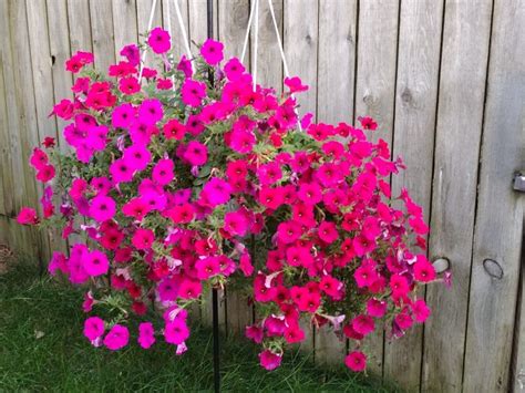 Fertilize Petunias: A Comprehensive Guide for the Ultimate Blooms