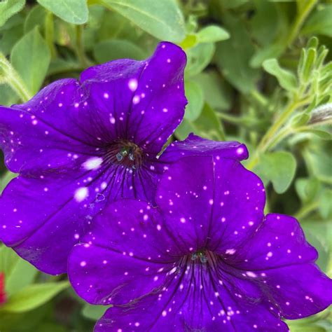 Fertilize Petunias: The Ultimate Guide to Bountiful Blooms