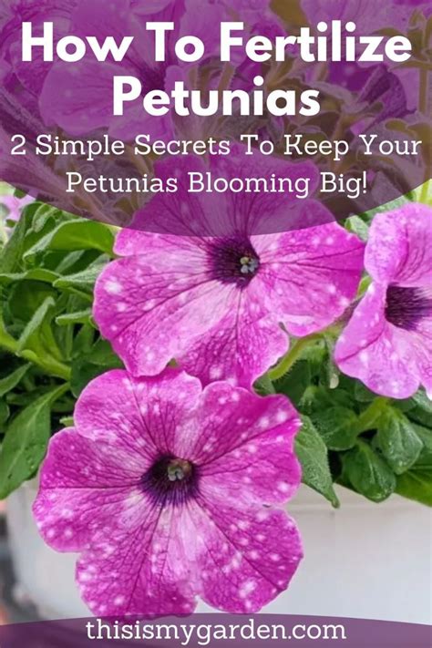 Fertilize Petunias in 7 Crazy Effective Ways