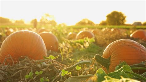 Fertilize Pumpkins: A Comprehensive Guide