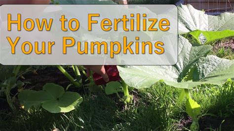 Fertilize Pumpkins: The Ultimate 5-Step Guide to Bounty Harvesting