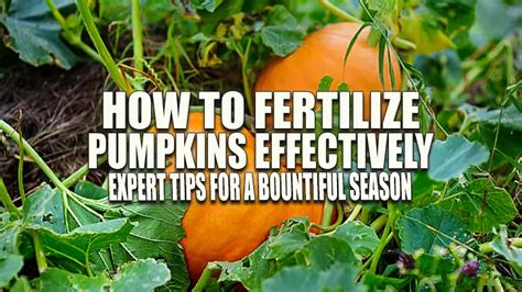 Fertilize Pumpkins for a Bountiful Harvest