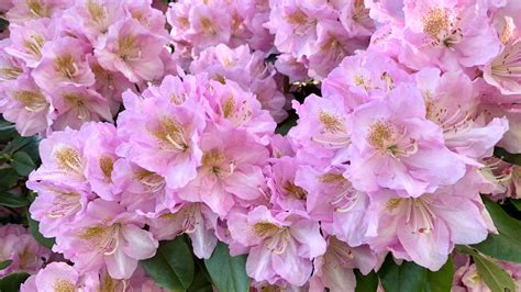 Fertilize Rhododendron: 8 Keys for Lush, Blooming Shrubs