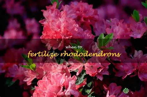 Fertilize Rhododendrons for 10X the Growth