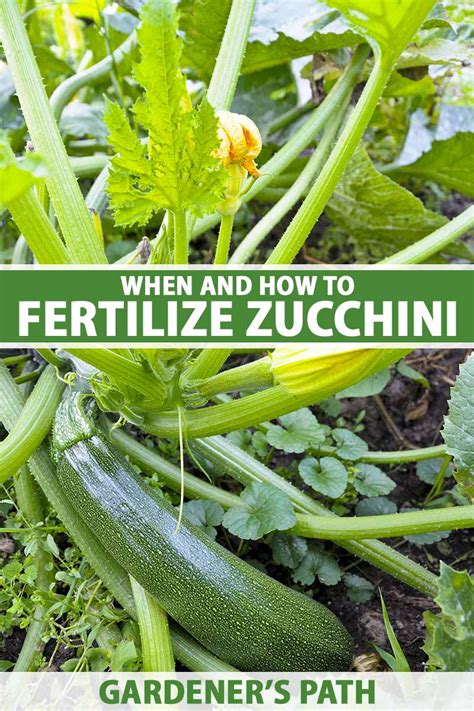 Fertilize Squash: The Ultimate Guide for Skyrocketing Yields