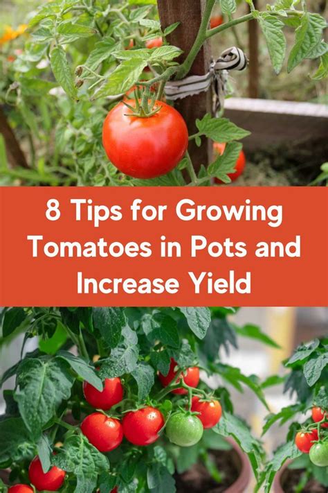 Fertilize Tomatoes Like a Pro: 5 Essential Tips for Bumper Harvests