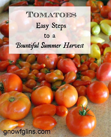 Fertilize Tomatoes in Pots: 5 Easy Steps for Bountiful Harvest