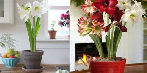 Fertilize Your Amaryllis for Spectacular Blooms: A Complete Guide