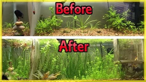 Fertilize Your Aquarium Plants: 10 Must-Know Tips