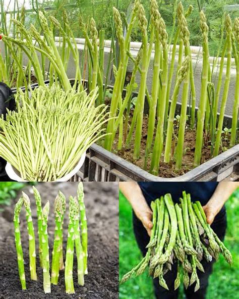 Fertilize Your Asparagus Plants For 10X Better Yields