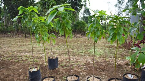 Fertilize Your Avocado Tree for Maximum Yield: 6 Vital Nutrients