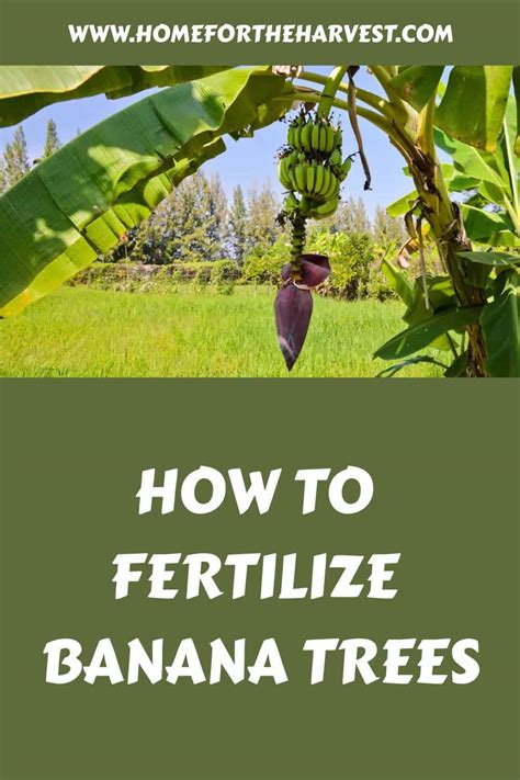 Fertilize Your Banana Tree for a Bumper Harvest