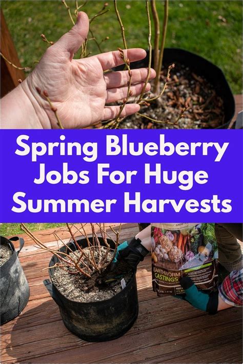 Fertilize Your Berry Bushes for a Bountiful Harvest