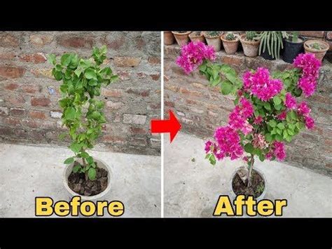 Fertilize Your Bougainvillea Plant in 10 Easy Steps