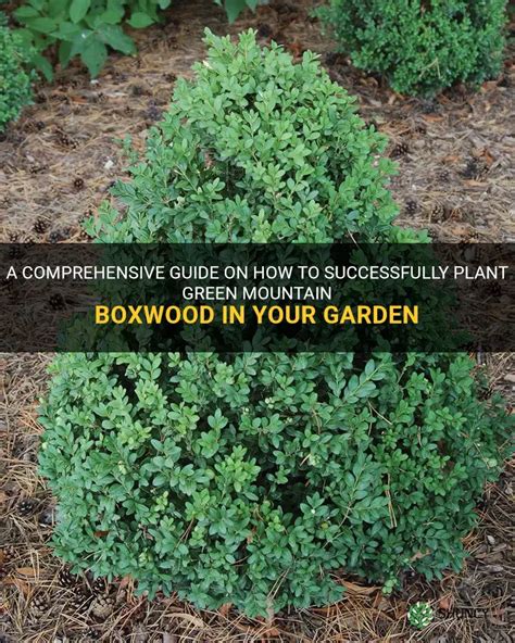 Fertilize Your Boxwood Shrubs for 5X the Growth: A Comprehensive Guide