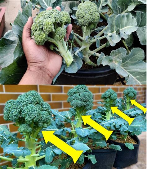 Fertilize Your Broccoli for Bountiful Harvests