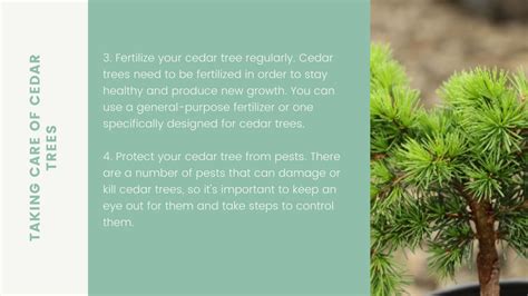 Fertilize Your Cedar Trees for 10x Healthier Growth